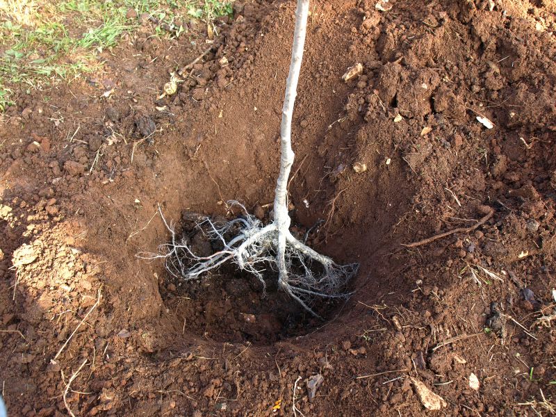 Post-Tree Root Intrusion